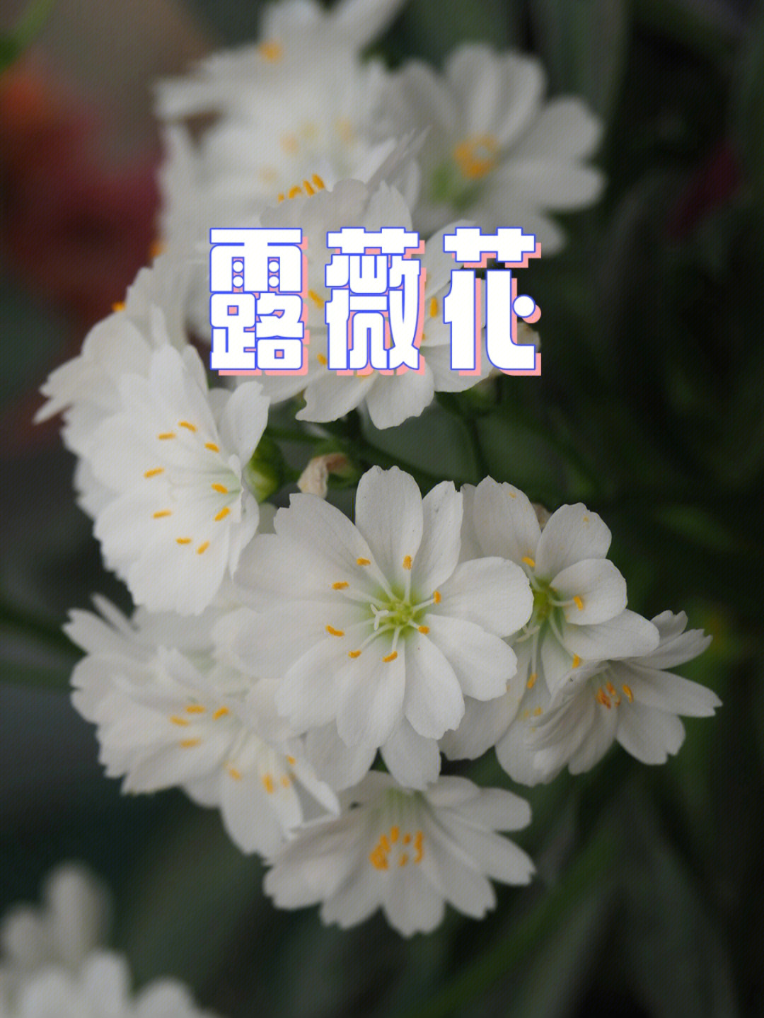 每日花园植物露薇花