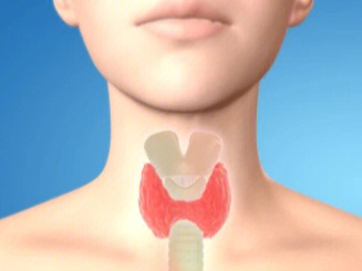 甲状腺功能主要通过位于颈尖,甲状软骨前,外形进行类似蝴蝶,是人体至