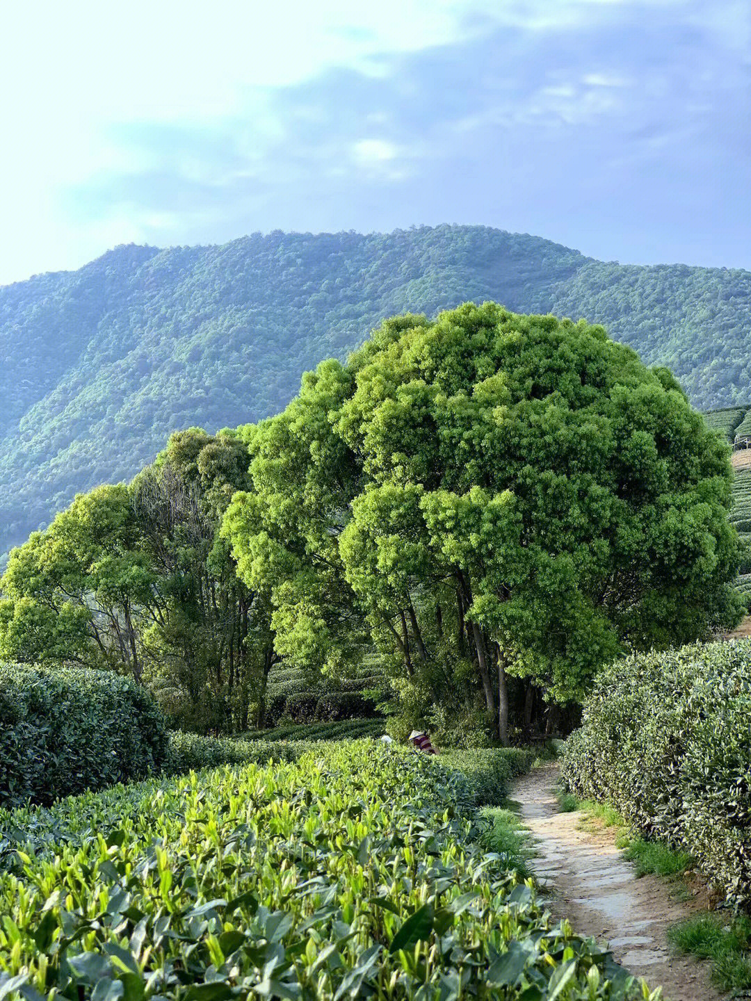 龙坞景区图片