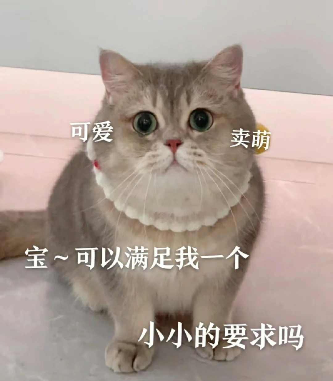 wechat可爱猫猫表情包