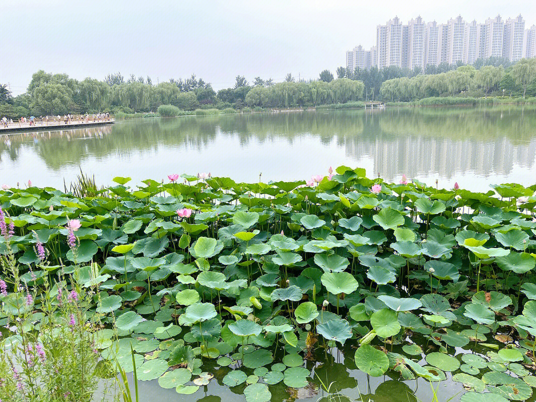 燕郊植物园图片