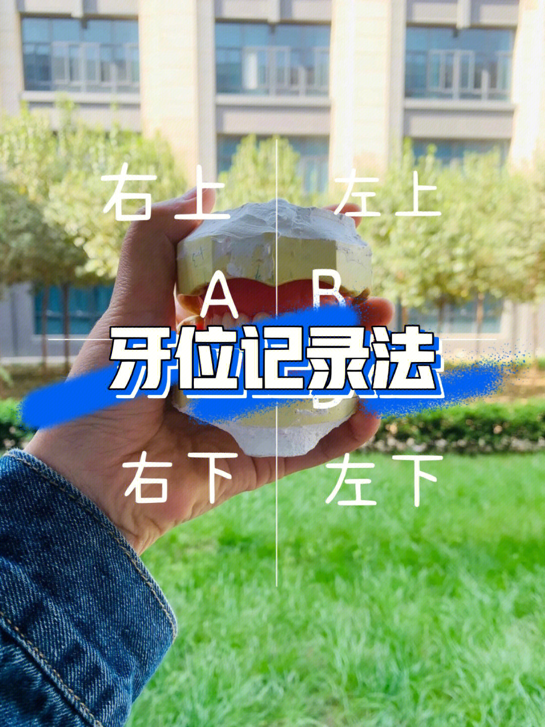 恒牙的临床牙位阿拉伯数字:1 2 3 4 5 6 7 82