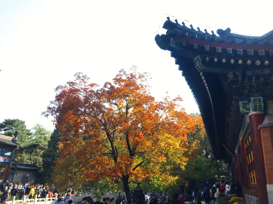 香山红叶美景