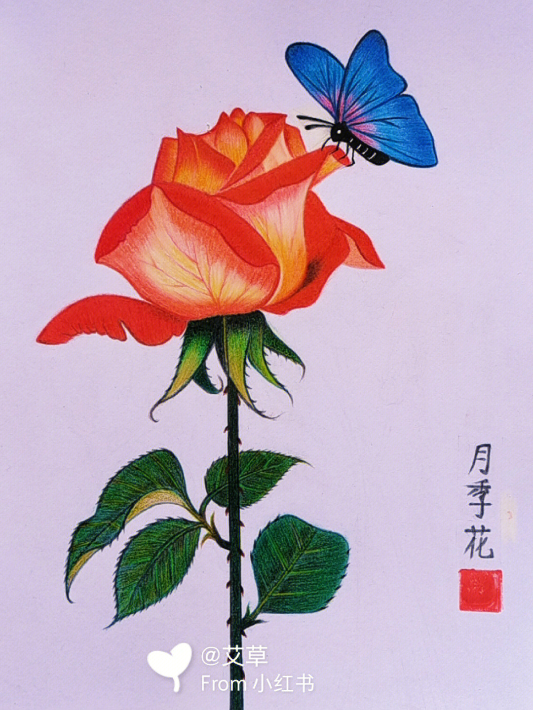 彩铅画月季花