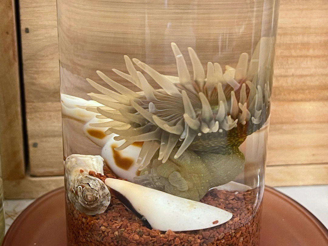 海葵缩水图片
