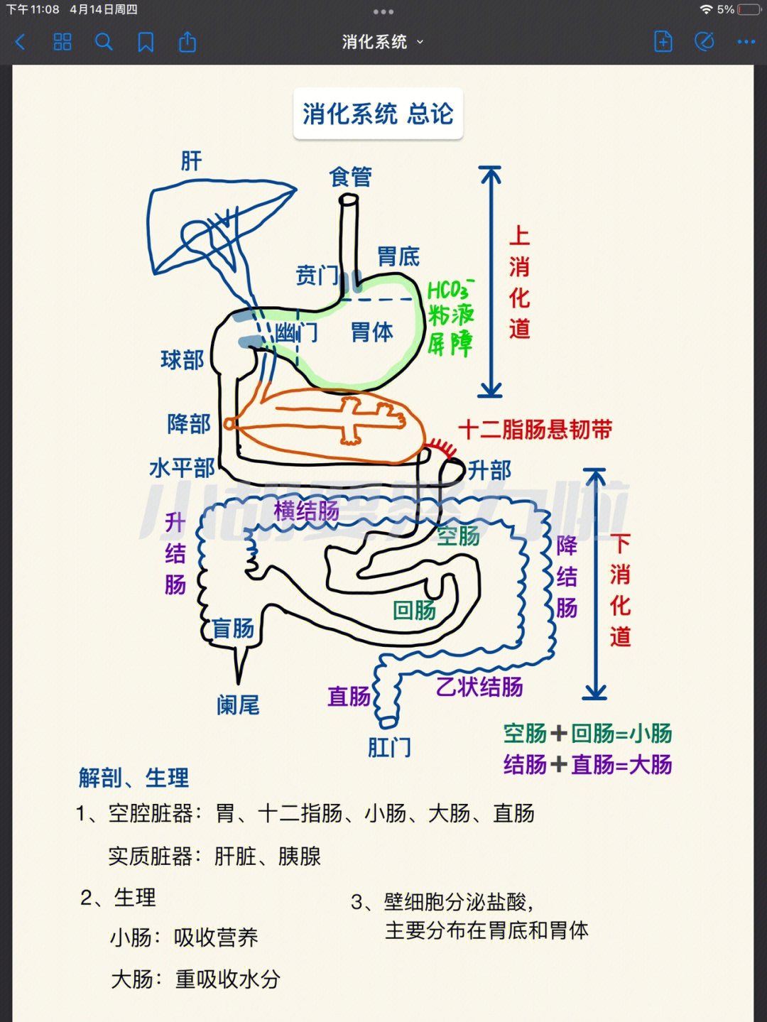 消化道走向图图片