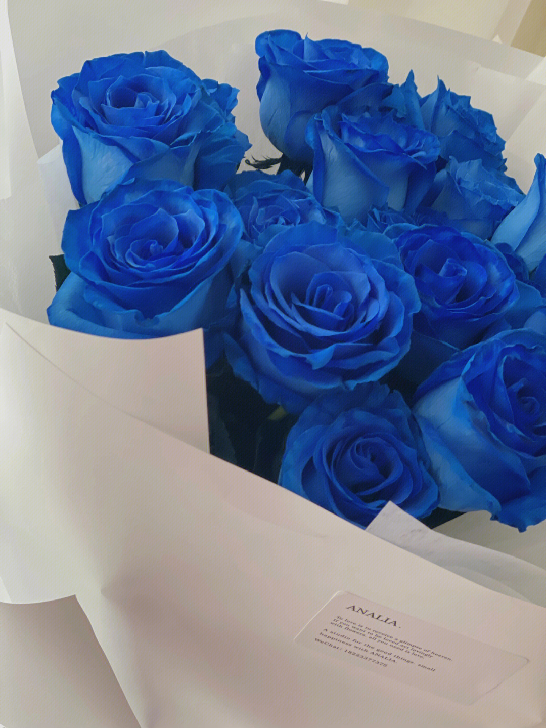 克莱因蓝玫瑰花语图片