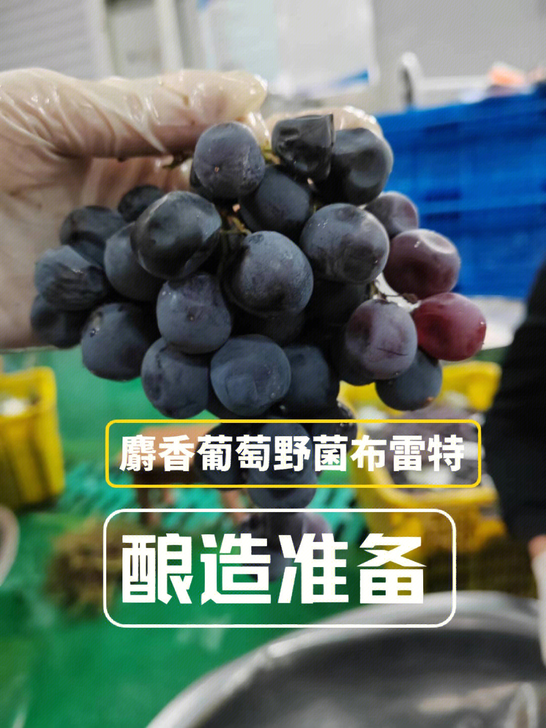 原料处理麝香葡萄野菌布雷特