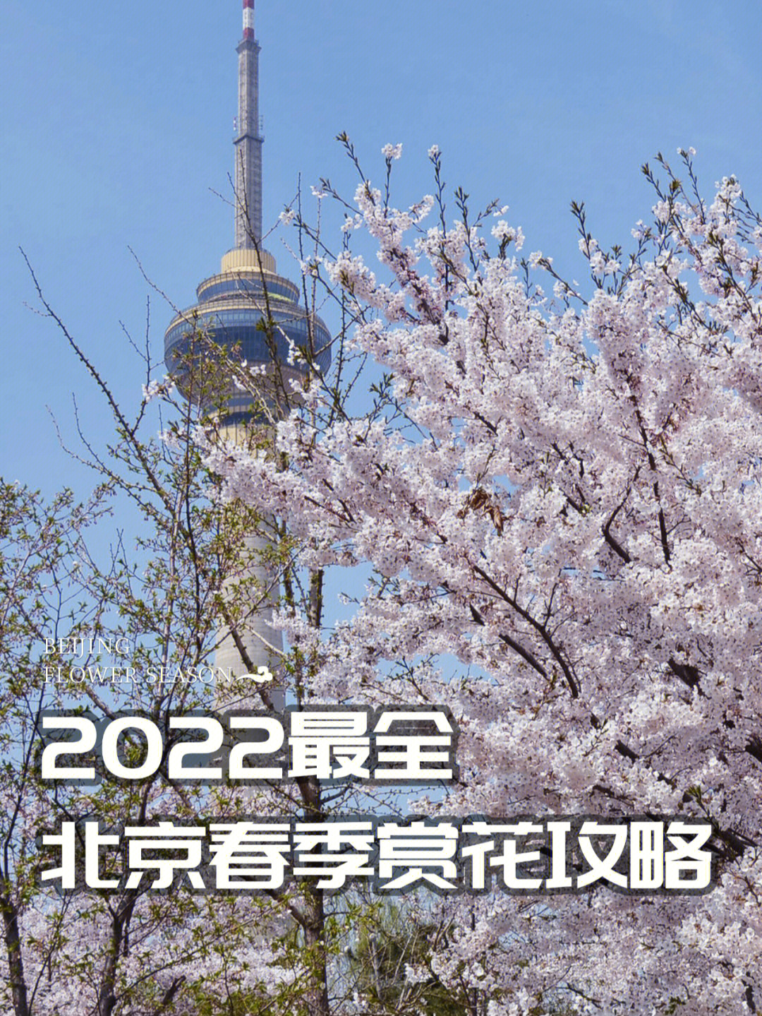 北京植物园2022春节图片