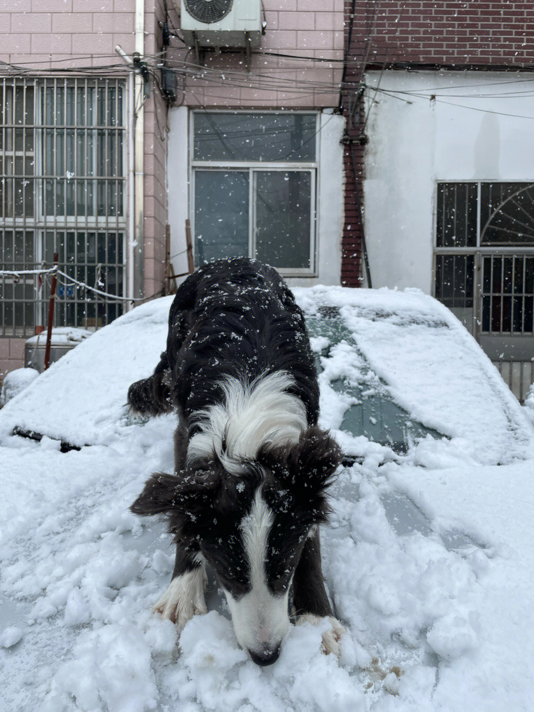 南方人看雪南方人对雪多少有点执念俗话说得好:落雪落雨狗欢喜怎么我