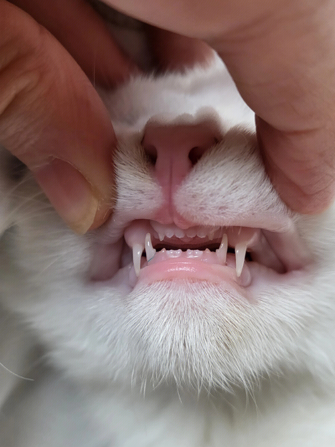 不同月份的猫咪牙齿图图片