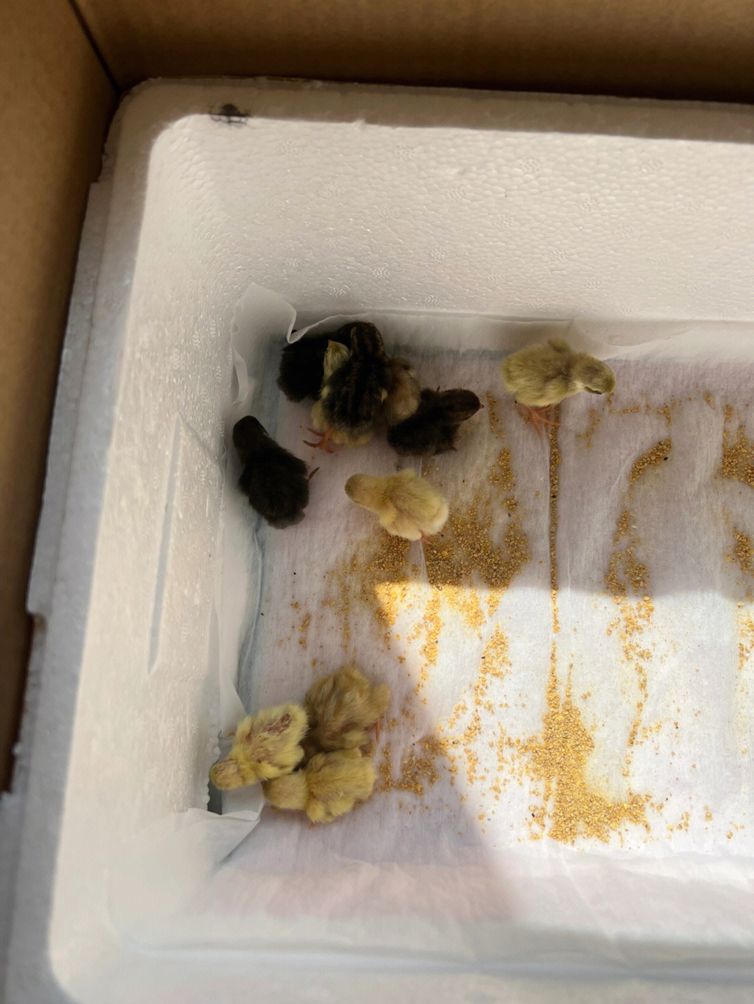 芦丁鸡孵化发育图图片