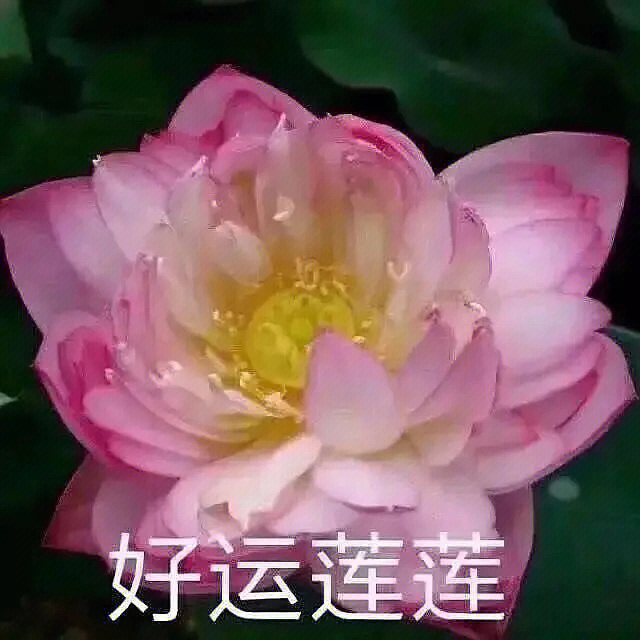 沙雕花朵表情包图片