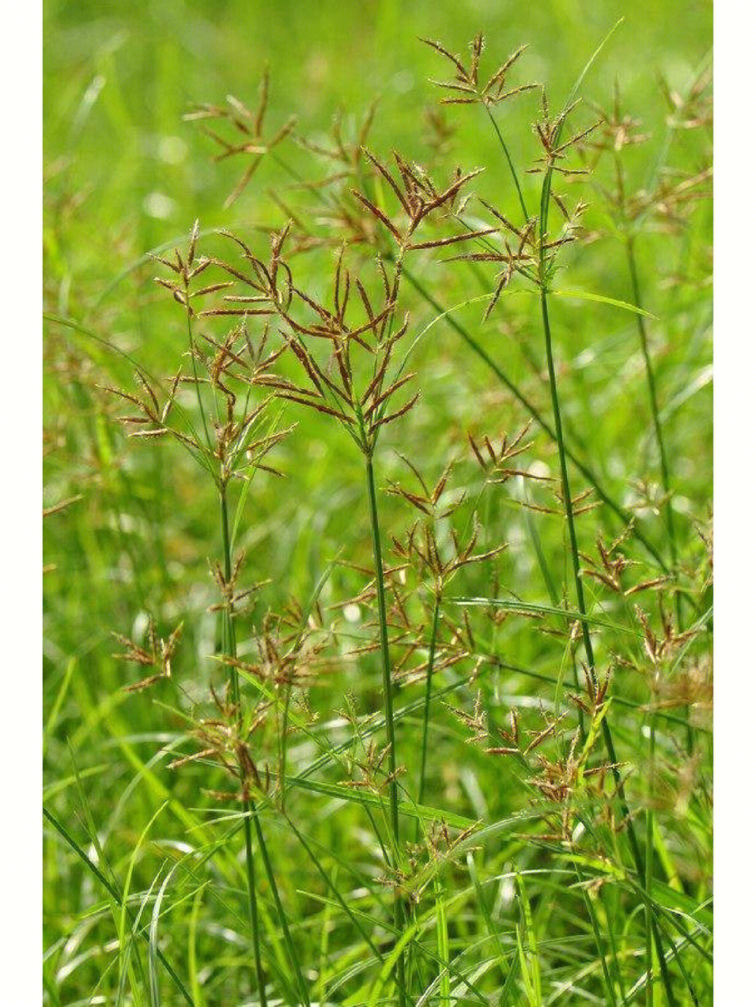 【药用部位】为莎草科植物莎草的干燥根茎.【主产地】山东,浙江等地.