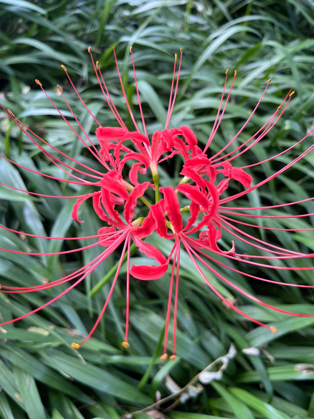 石蒜花叶子疯长不开花图片