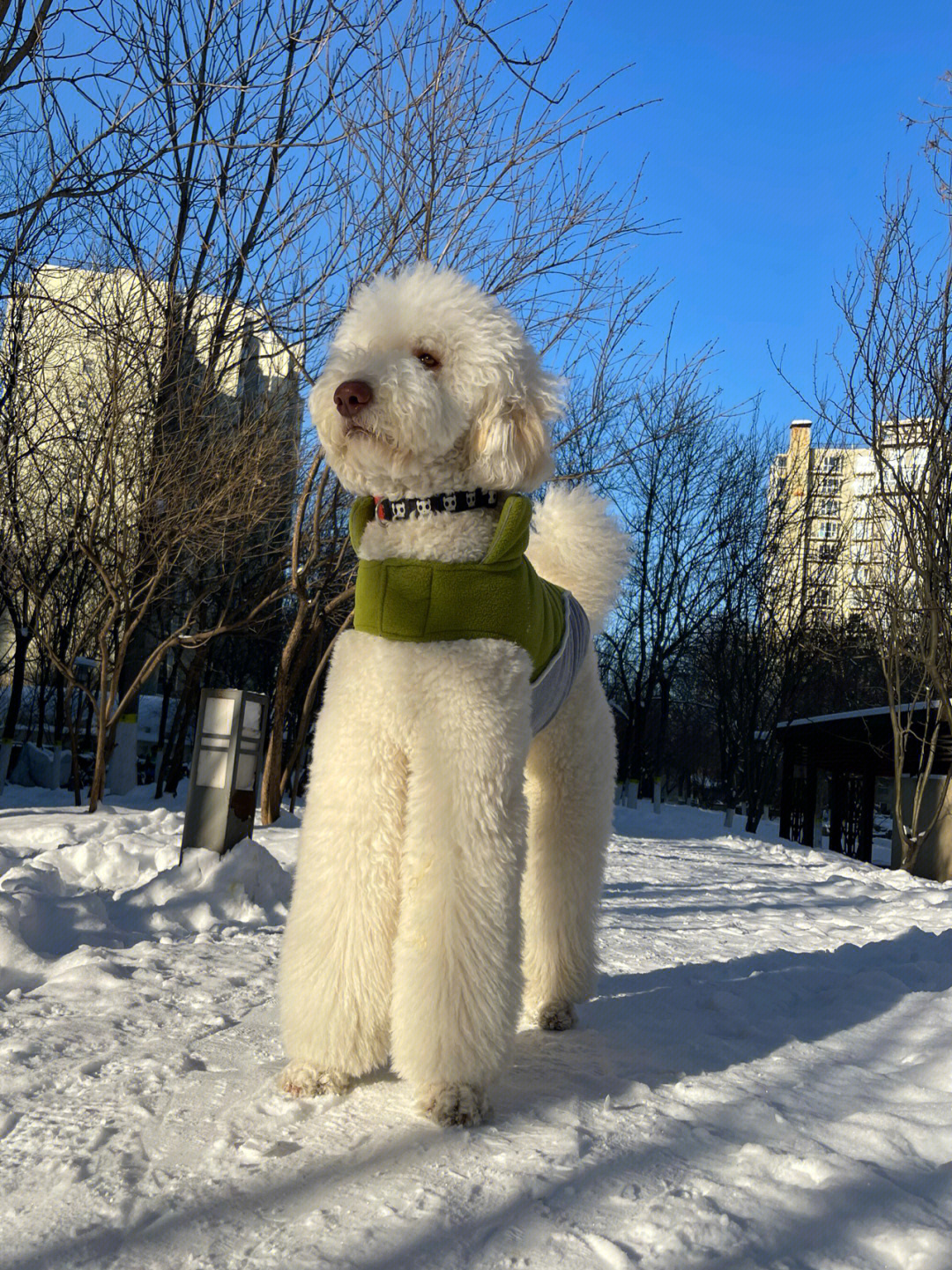 巨贵lucky白雪王子呀