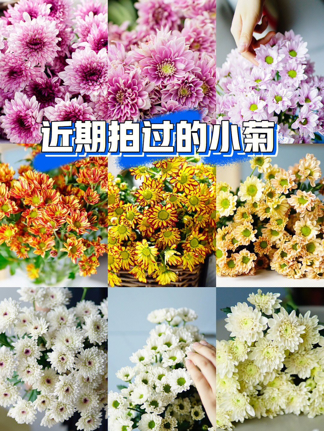 小皱菊花品种大全图片