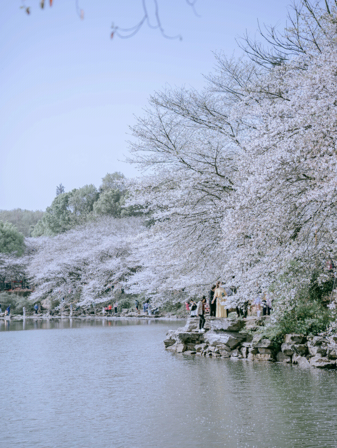 浣花溪公园樱花图片