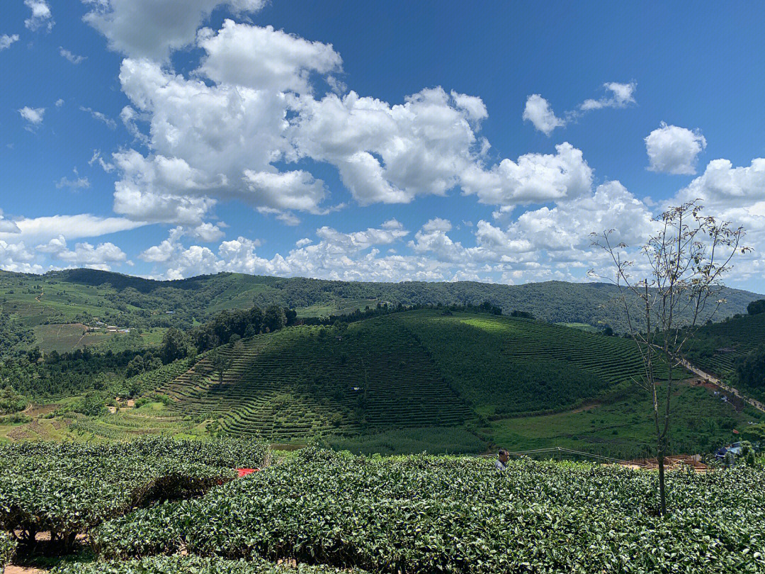 世界上最大的普洱茶基地生普 熟普 古树茶知识的普及相对前些天再昆明