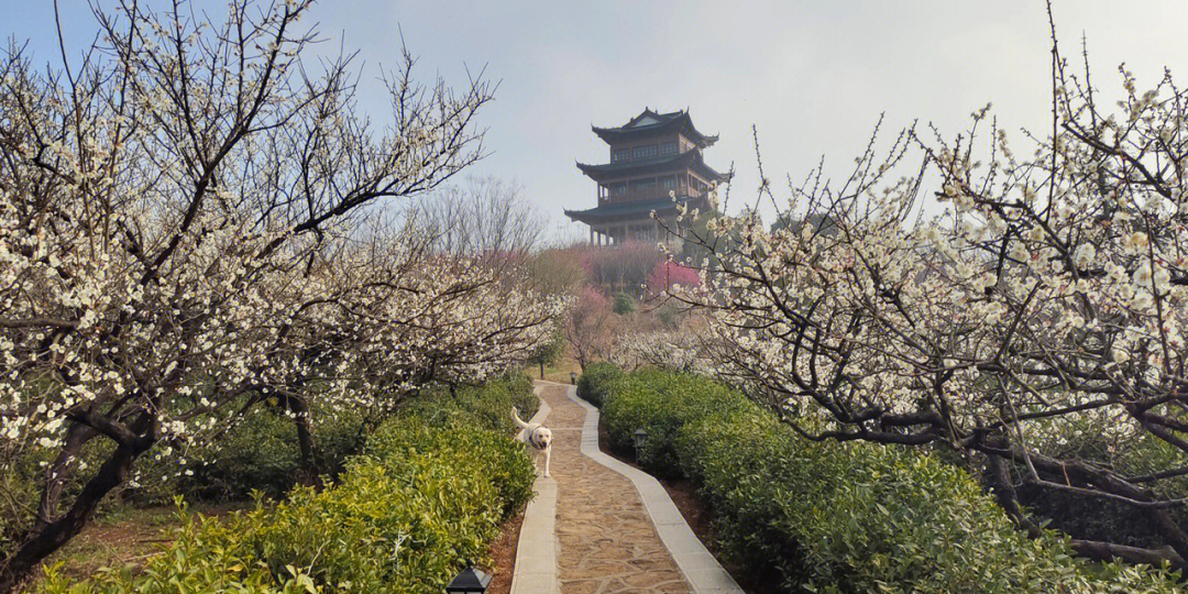 傅家边梅花山地址图片