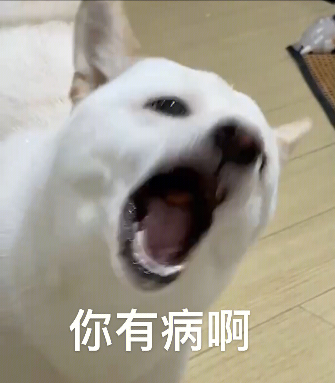 阿水柴犬表情包图片