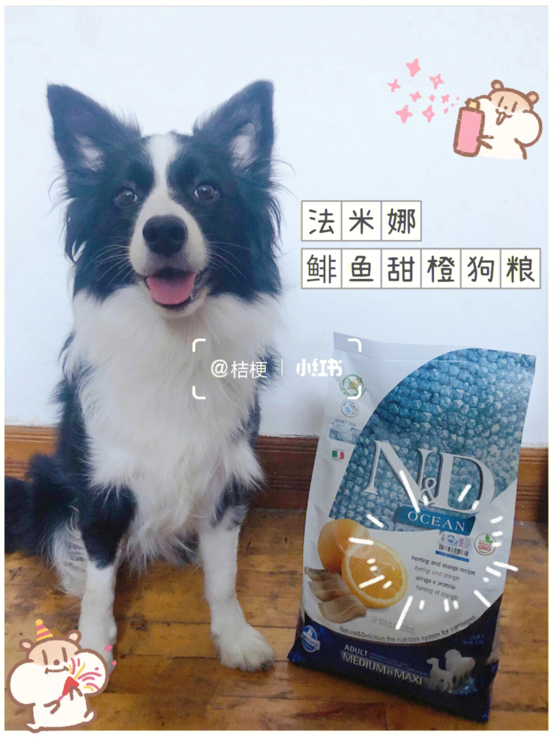 him犬公主图片