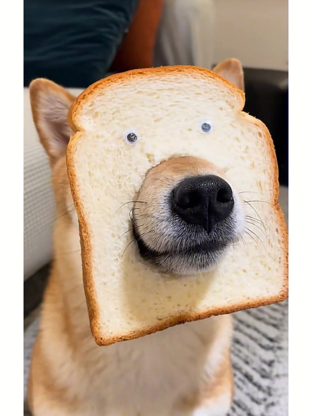 哈哈哈别人家的面包狗怎么这么蠢萌