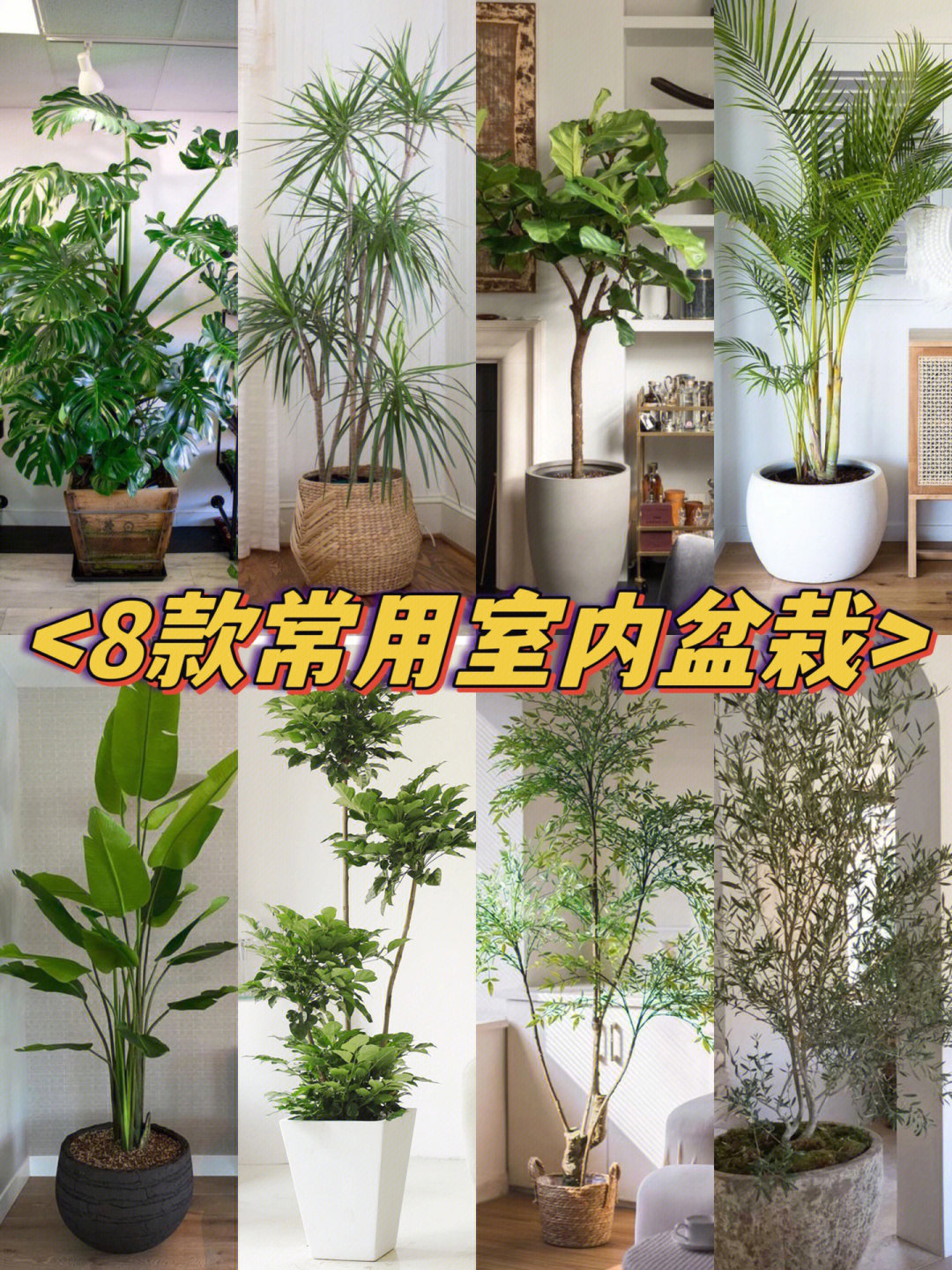 8款常用于室内的植物盆栽