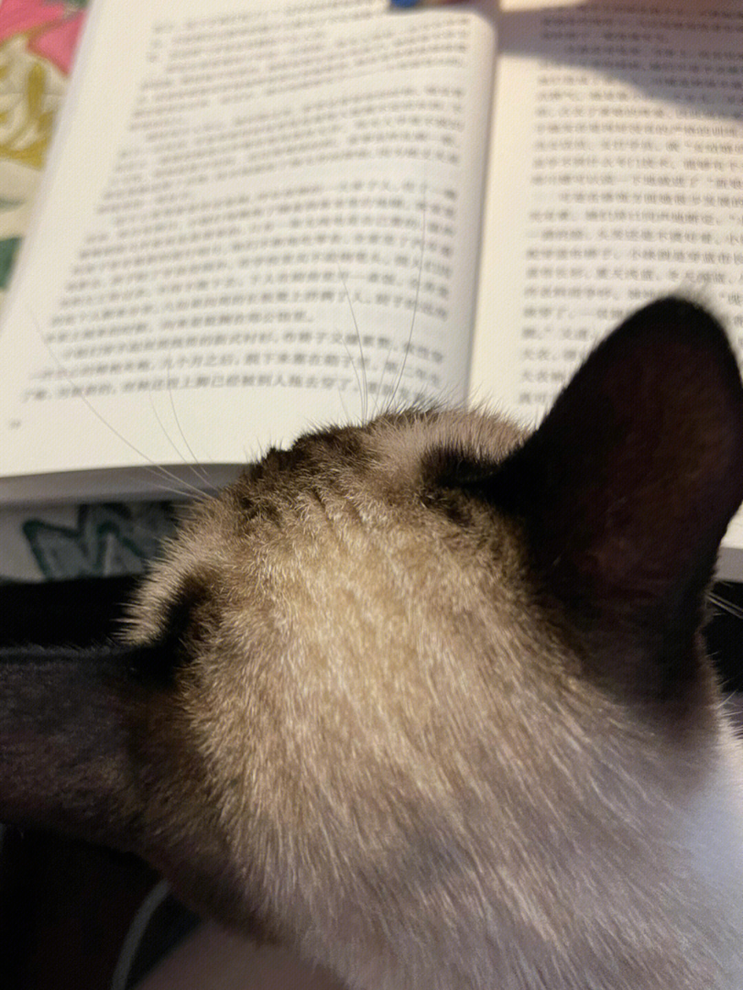 猫咪看书比我还认真