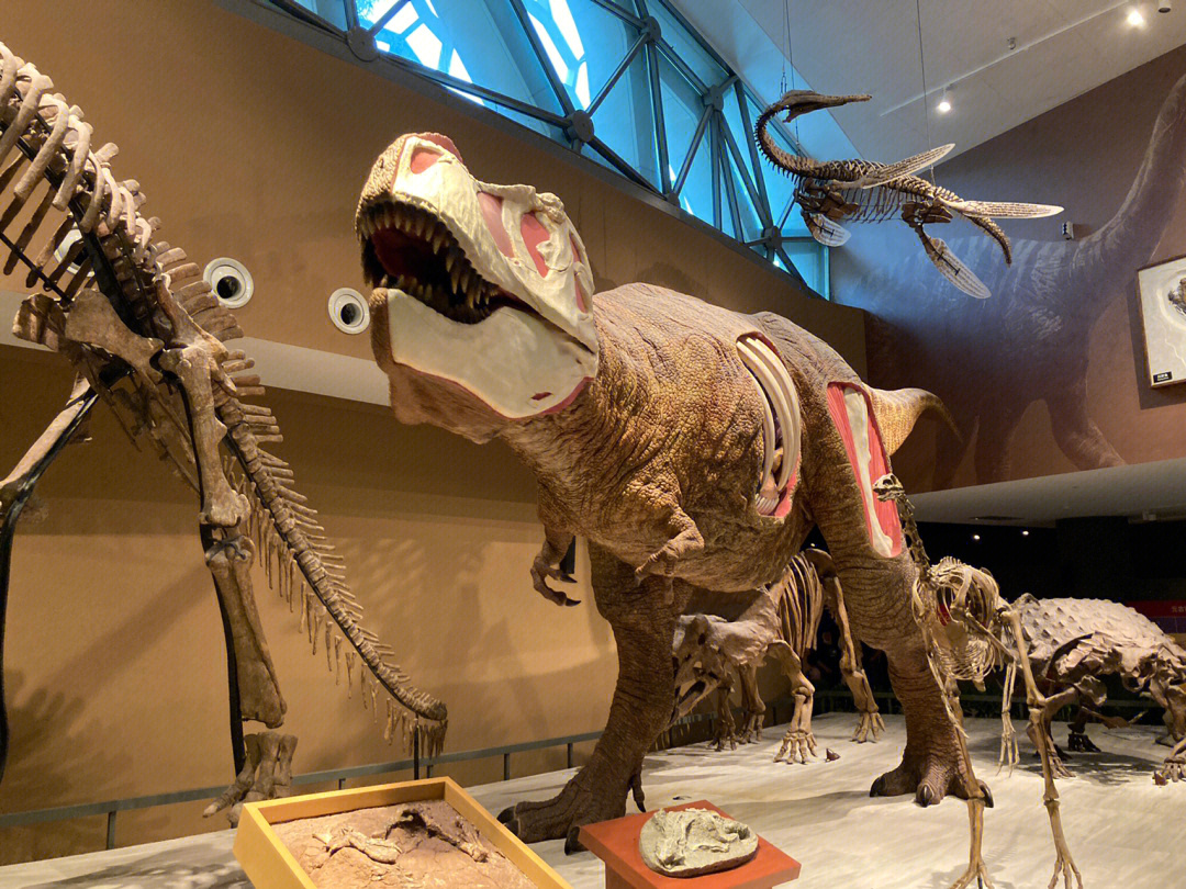 木化石恐龙园图片