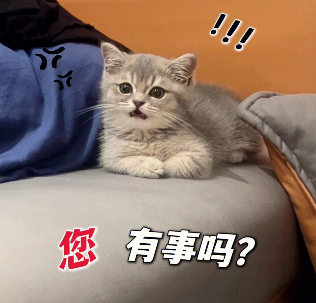 曼基康矮脚猫太可爱了