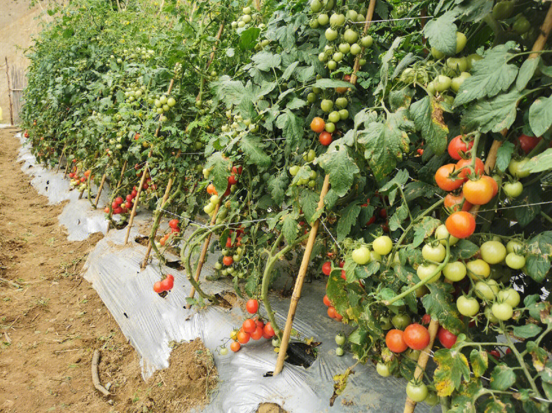 附近西红柿采摘园图片