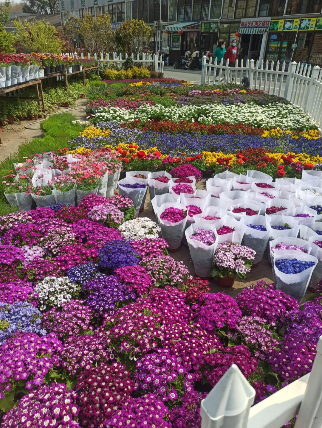 春天乐园花卉市场图片