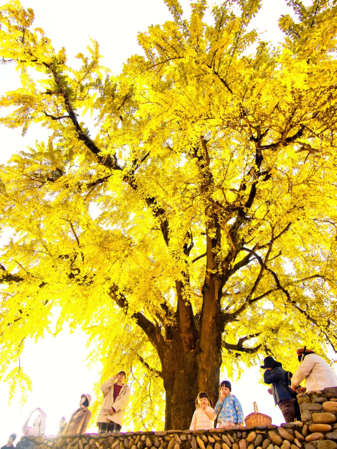 中国最大的银杏树王图片