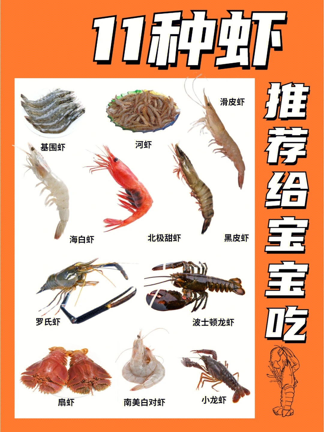 11种虾营养价值合集你最爱吃什么虾