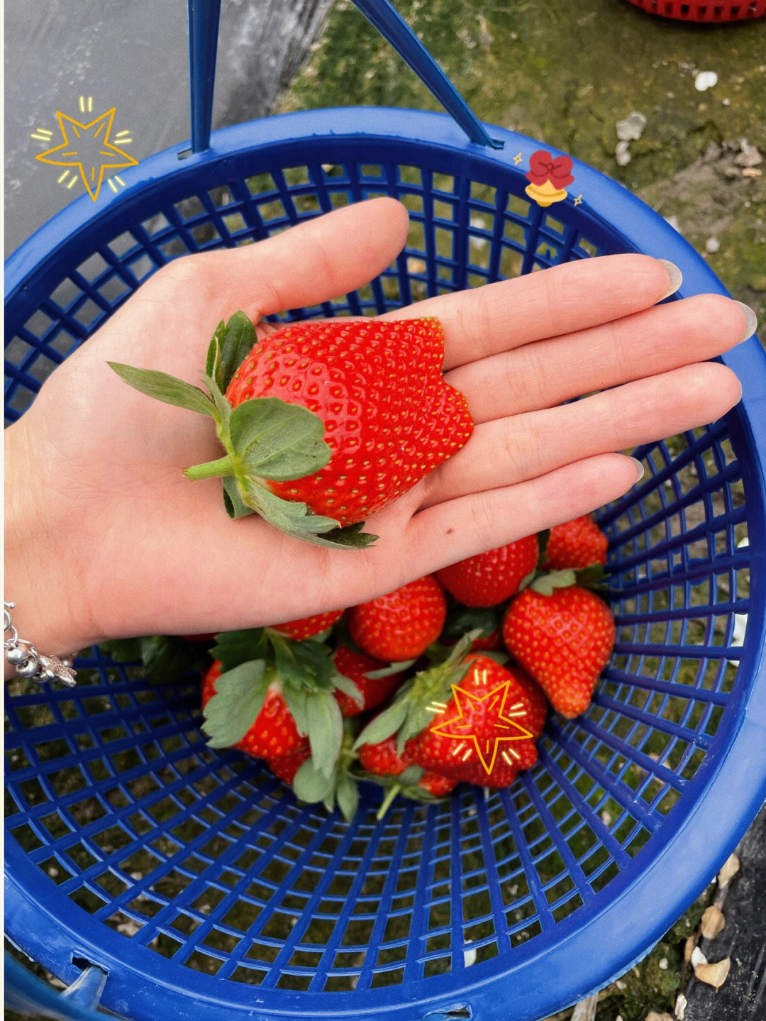 厦门摘草莓