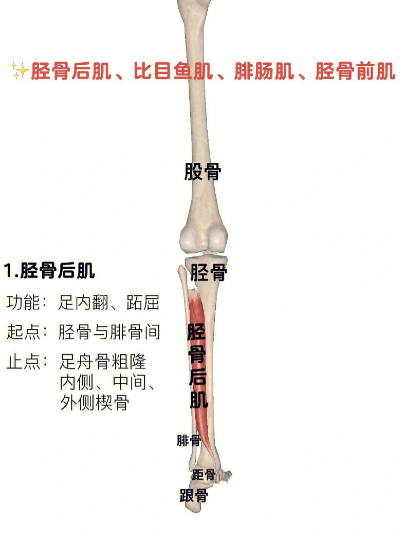 解剖#肌肉#小腿肌肉#胫骨前肌#胫骨后肌#比目鱼肌