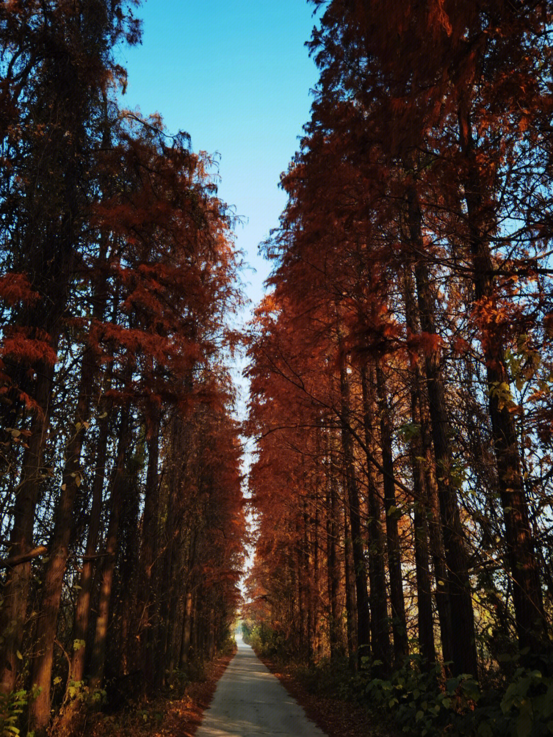 成都府河湿地公园图片