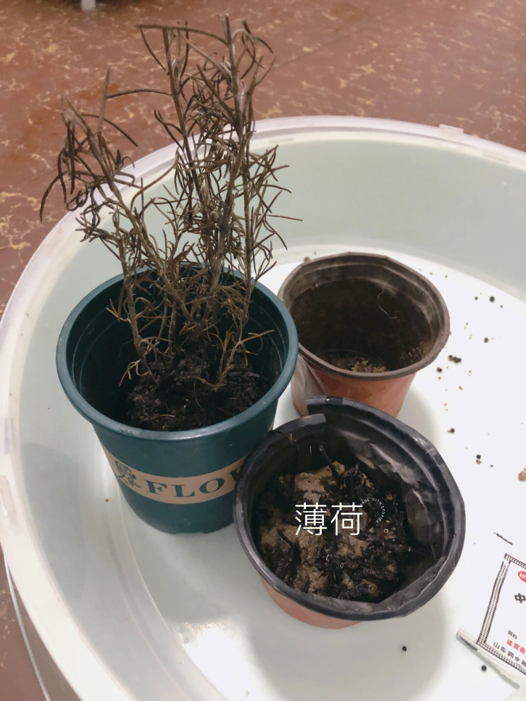 薄荷真是短命鬼还没来得及换盆