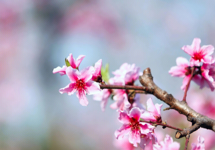 诗词里的桃花明艳一整个春天