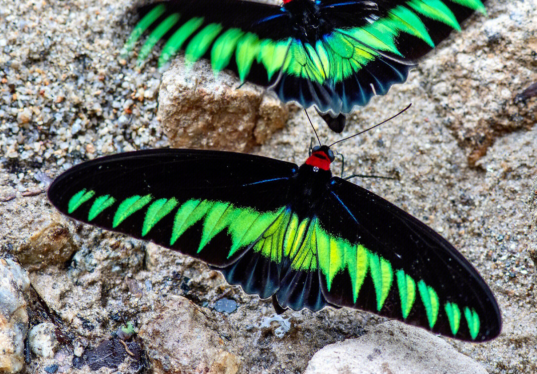 红颈鸟翼凤蝶trogonoptera brookiana它是马来西亚的国蝶原产于泰国