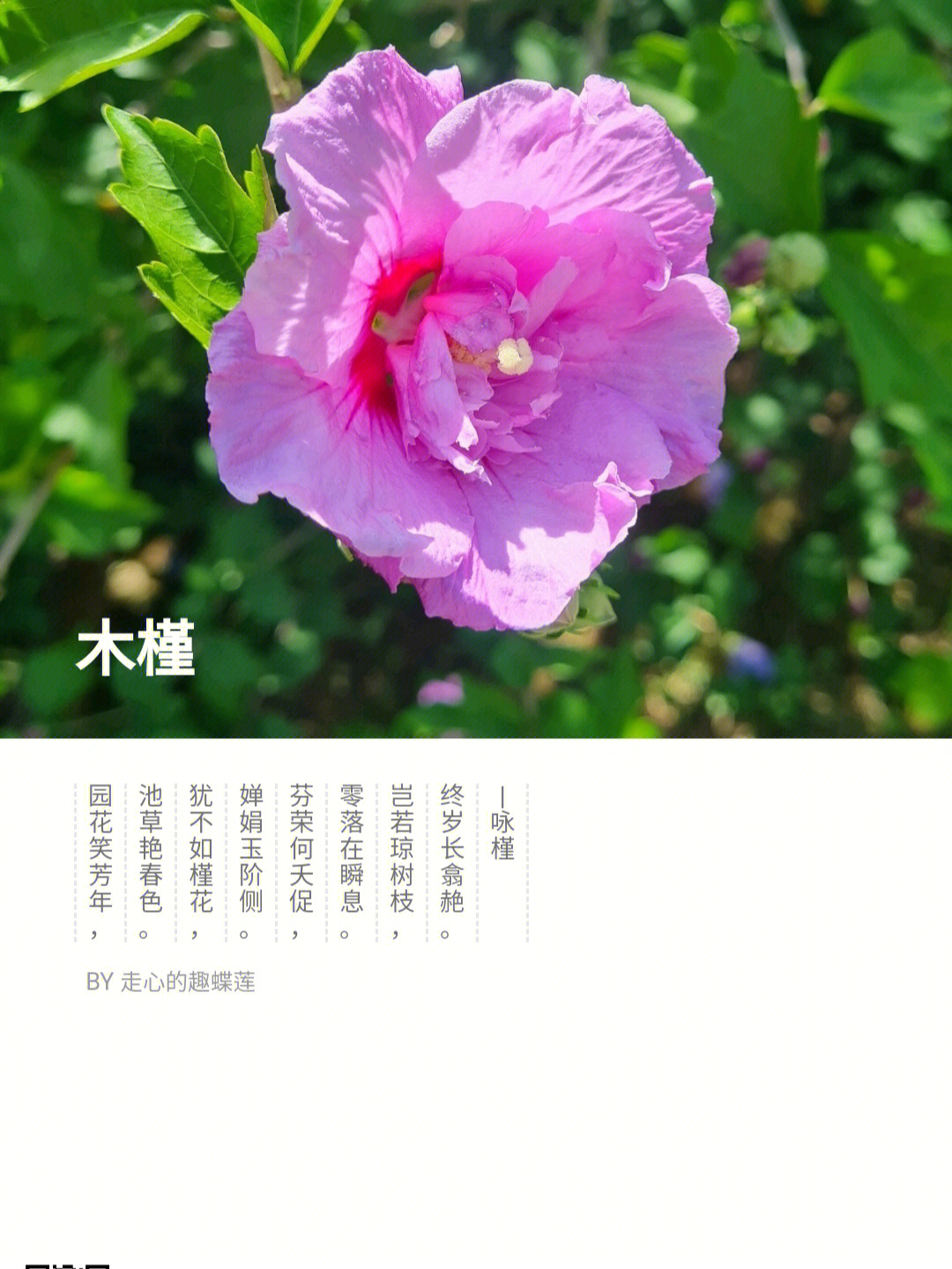 多花梾木花语图片