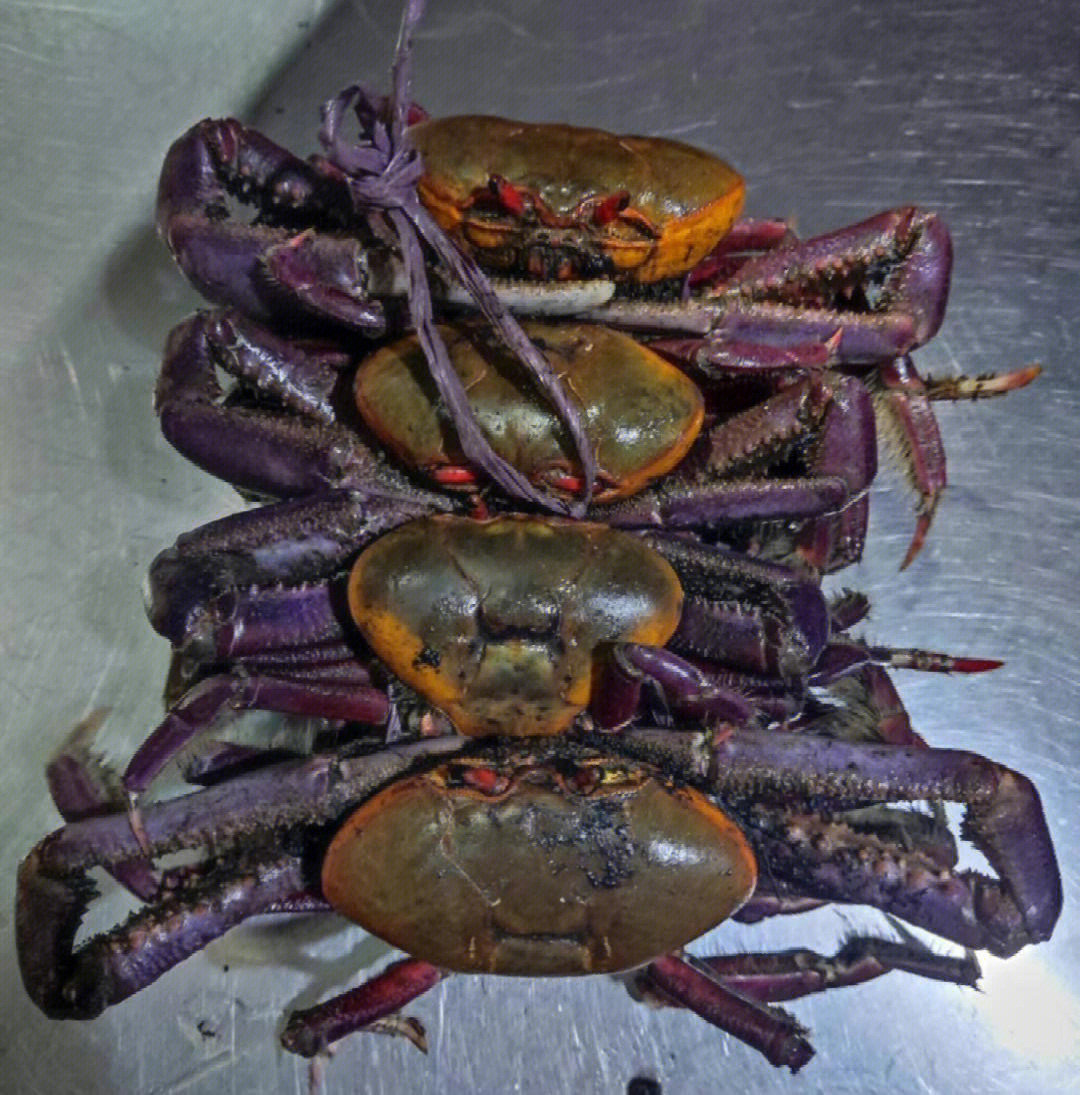 螃蟹西红柿中毒图片