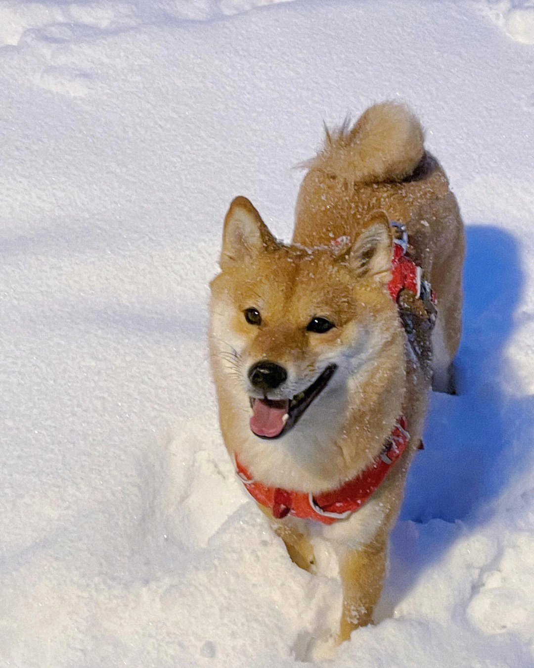 纽约暴雪柴犬