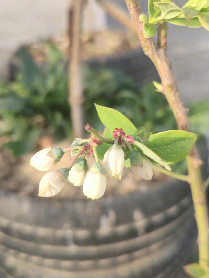 我的蓝莓开花啦