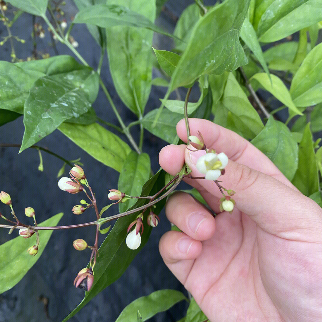 垂丝茉莉结果图片图片