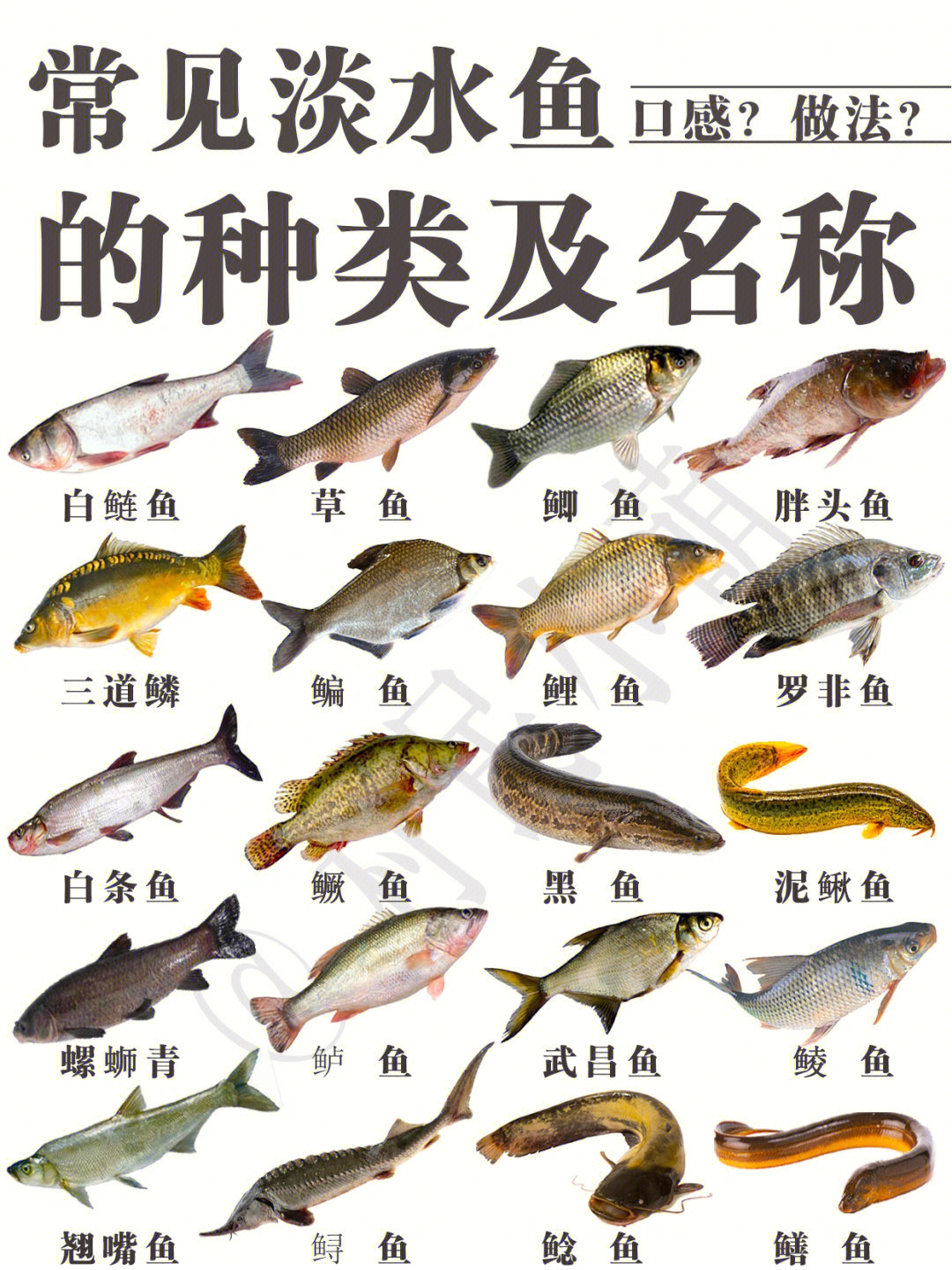 野生河鱼 名字图片