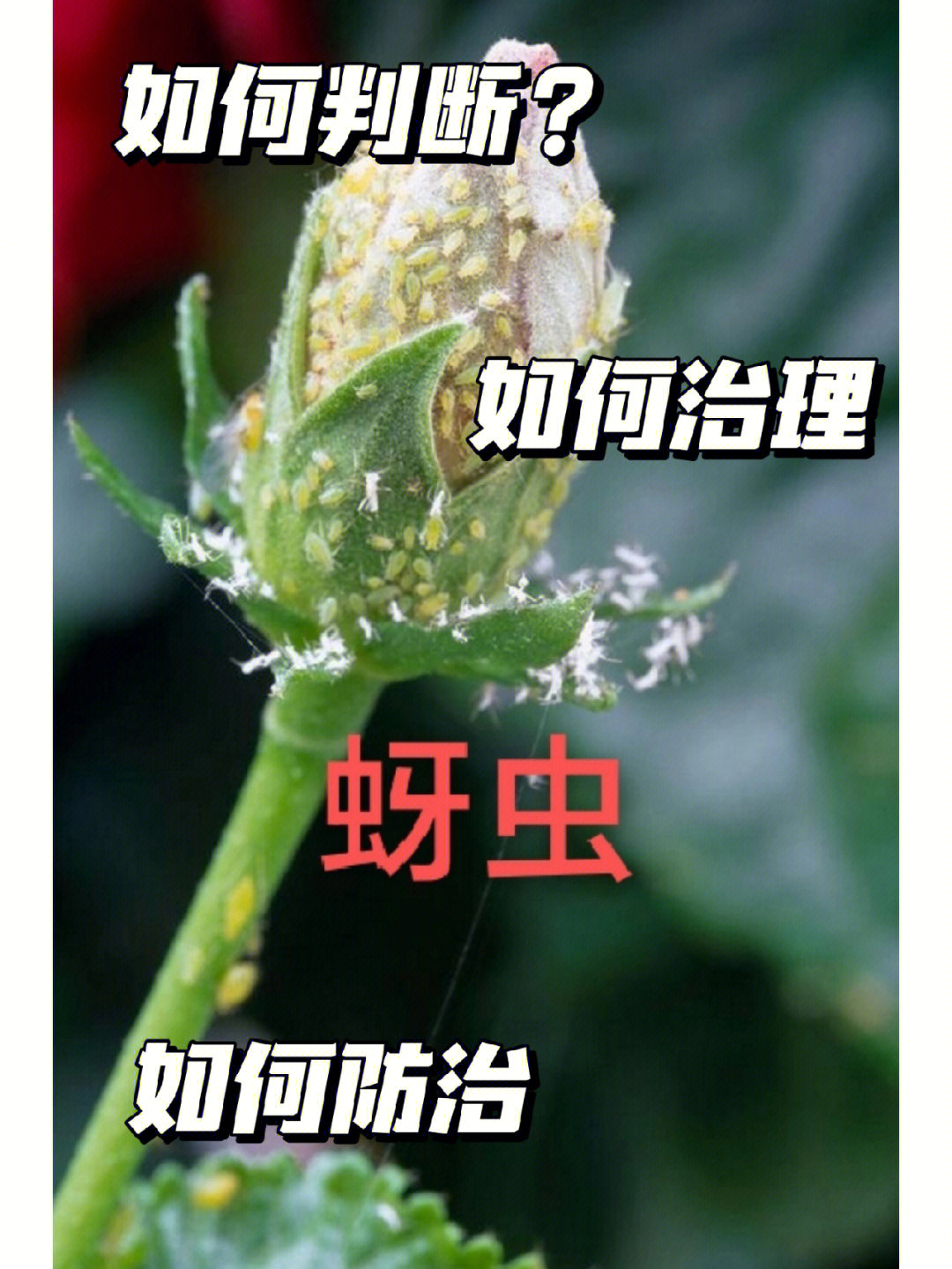 蚜虫结构分析图图片