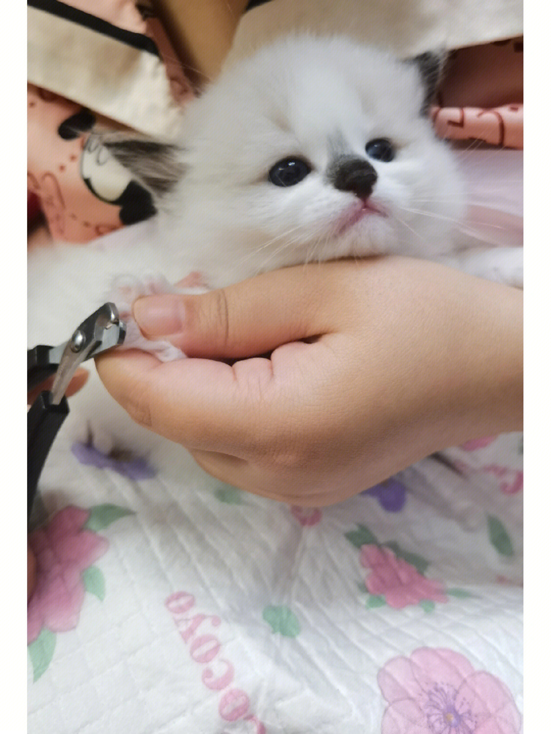 网红猫咪#猫咪领养#猫咪找新家#布偶猫领养#布偶猫找家