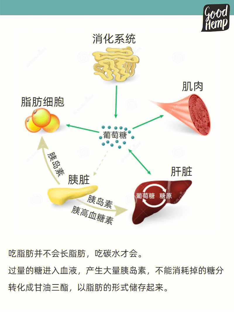 吃脂肪才能减脂肪尤其优质脂肪